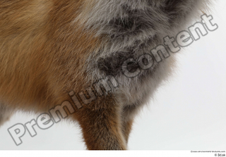 Red fox chest 0001.jpg